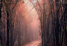 篮球——NBA常规赛：勇士胜雄鹿.